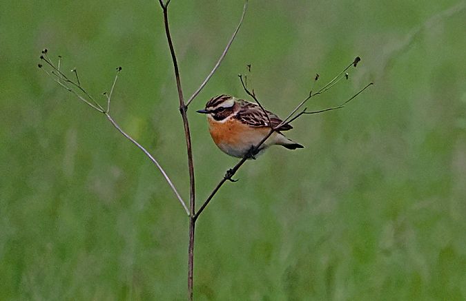 Stiaccino  - Marco Esposito