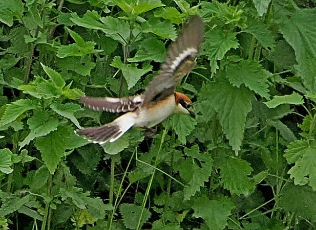 Averla capirossa  - Marco Esposito