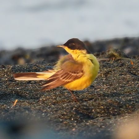 Cutrettola capinera  - Alberto Cosso