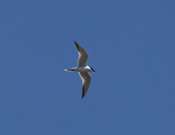 Sterna zampenere  - Gianluca Congi