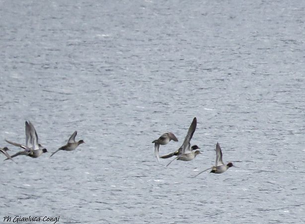 Fischione  - Gianluca Congi