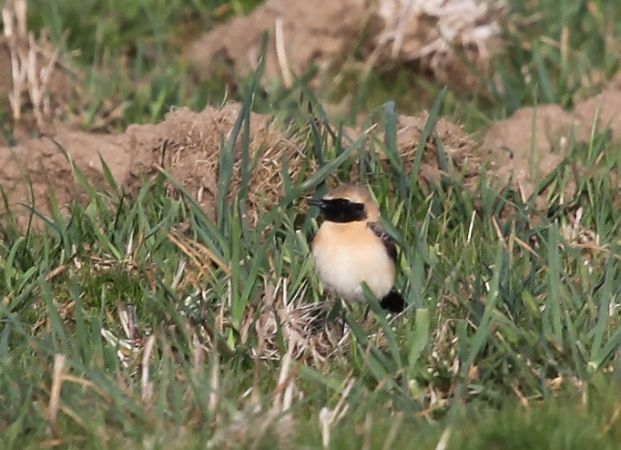 Monachella occidentale / orientale  - Gianluca Congi