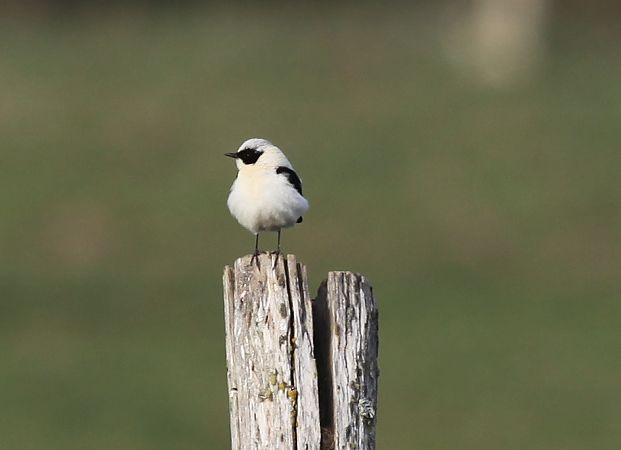 Balkansteinschmätzer  - Anonym