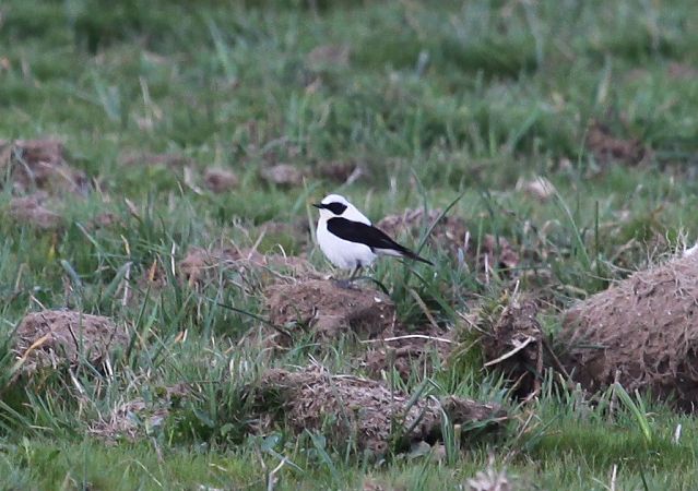 Balkansteinschmätzer  - Anonym