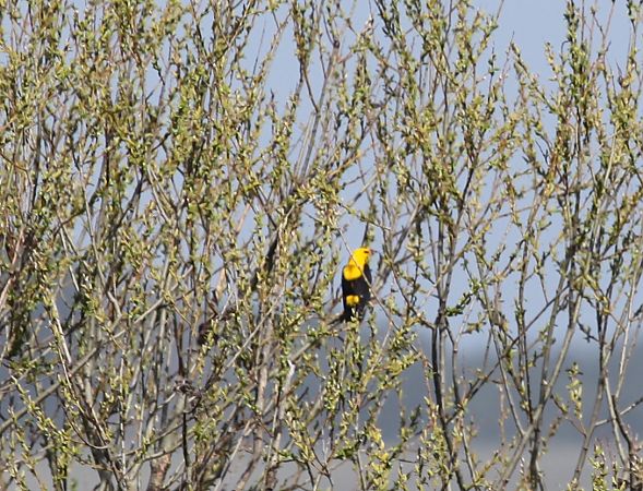 Rigogolo  - Gianluca Congi