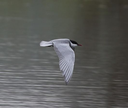 Mignattino piombato  - Gianluca Congi