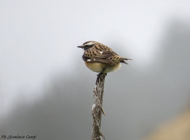 Stiaccino  - Gianluca Congi