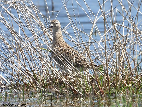 Combattente  - Gianluca Congi