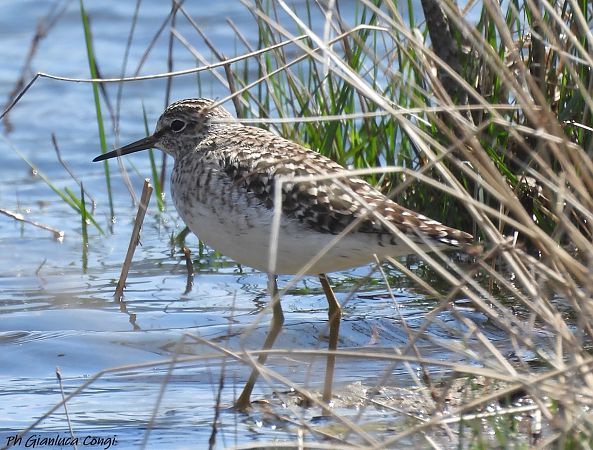 Piro-piro boschereccio  - Gianluca Congi