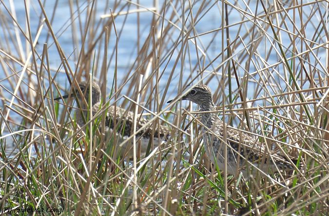 Piro-piro boschereccio  - Gianluca Congi