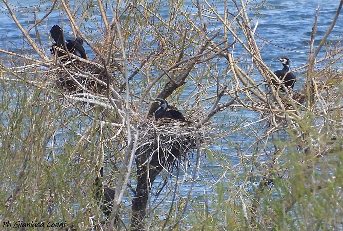 Cormorano  - Gianluca Congi