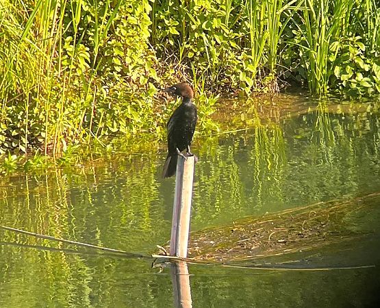 Marangone minore  - Anonimo