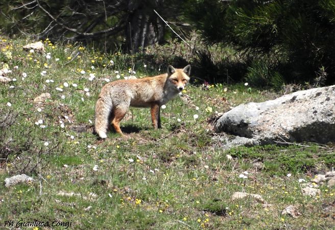 Volpe  - Gianluca Congi