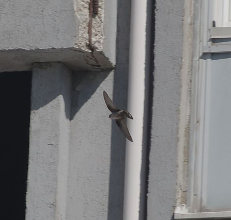 Rondine montana  - Castelmezzano Castelmezzano