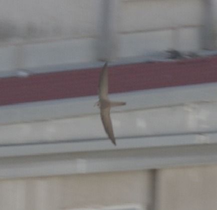 Rondone pallido  - Castelmezzano Castelmezzano