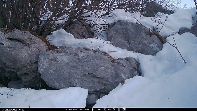 Arvicola rossastra  - Tiziano Fiorenza (FVG)
