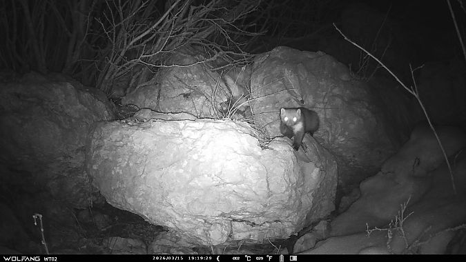 Faina  - Tiziano Fiorenza (FVG)