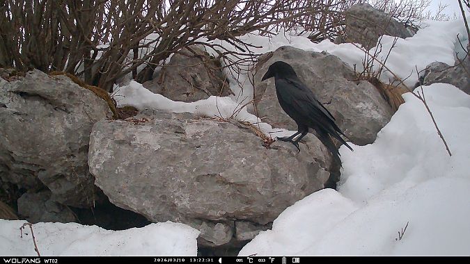 Corvo imperiale  - Tiziano Fiorenza (FVG)