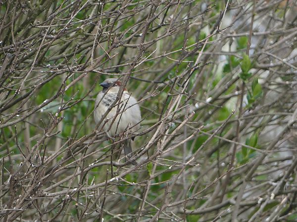 Passera oltremontana  - Tiziano Fiorenza (FVG)