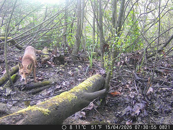 Volpe  - Tiziano Fiorenza (FVG)