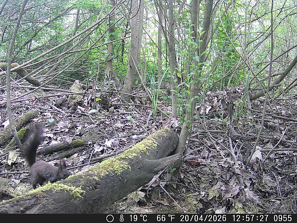 Scoiattolo comune europeo  - Tiziano Fiorenza (FVG)