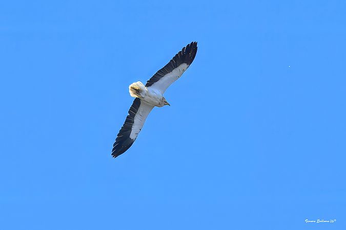 Capovaccaio  - Simone Bellomo