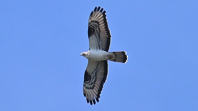 Falco pecchiaiolo  - Ole Friis Larsen