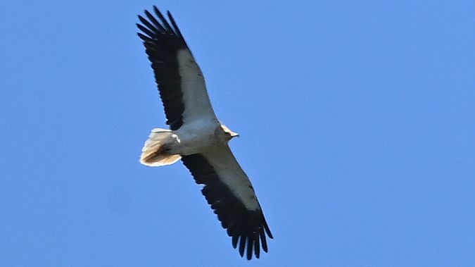 Capovaccaio  - Ole Friis Larsen