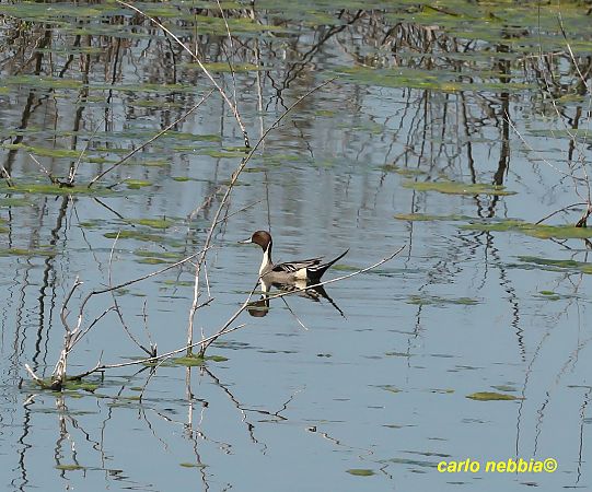 Codone  - Carlo Nebbia