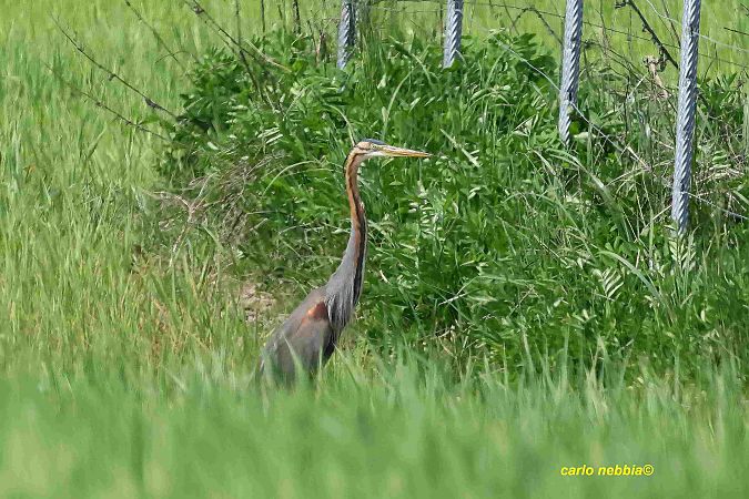 Airone rosso  - Carlo Nebbia