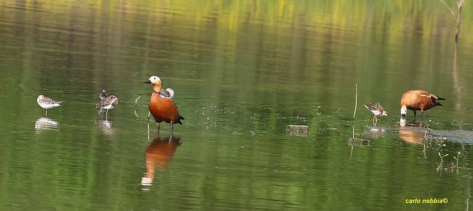 Casarca  - Carlo Nebbia
