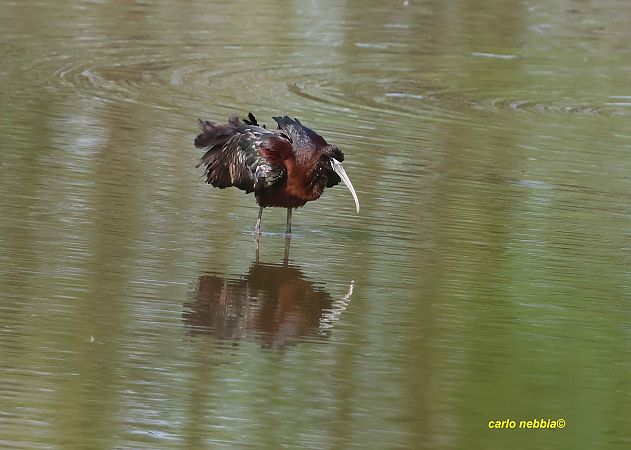 Mignattaio  - Carlo Nebbia