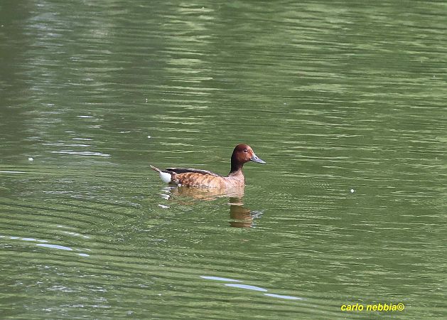 Moretta tabaccata  - Carlo Nebbia