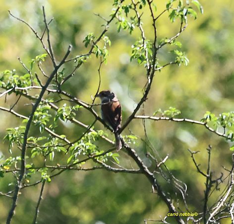 Averla piccola  - Carlo Nebbia