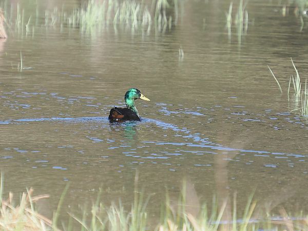 Germano reale  - Giuseppe Taverna