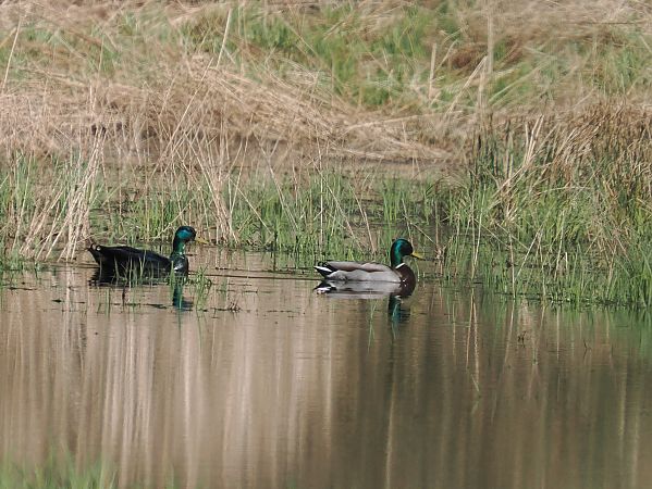 Germano reale  - Giuseppe Taverna