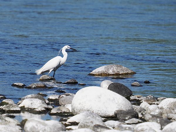 Garzetta  - Giuseppe Taverna