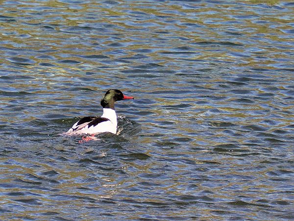 Smergo maggiore  - Giuseppe Taverna