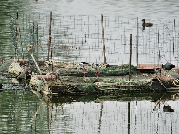 Cavaliere d'Italia  - Giuseppe Taverna