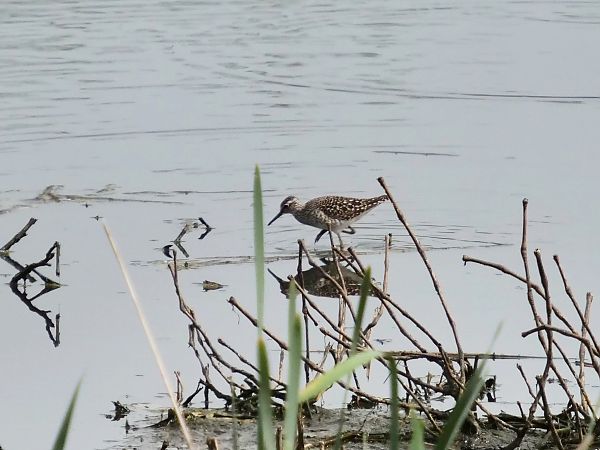 Piro-piro boschereccio  - Giuseppe Taverna