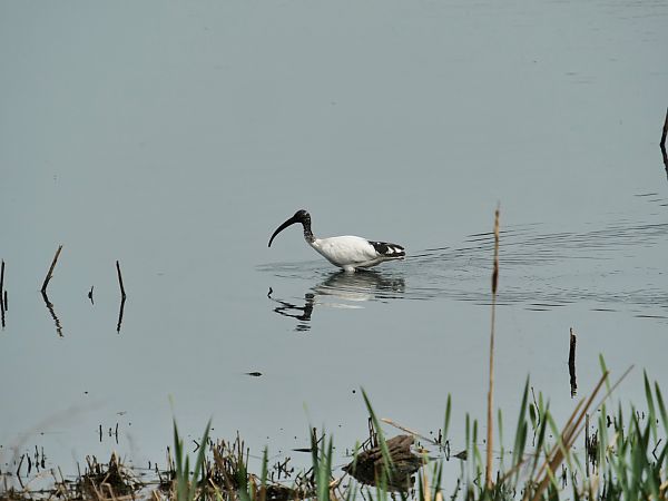 Ibis sacro  - Giuseppe Taverna