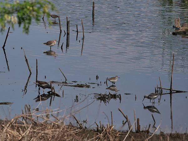 Combattente  - Giuseppe Taverna