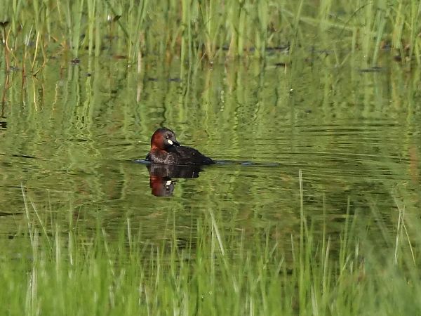 Tuffetto  - Giuseppe Taverna