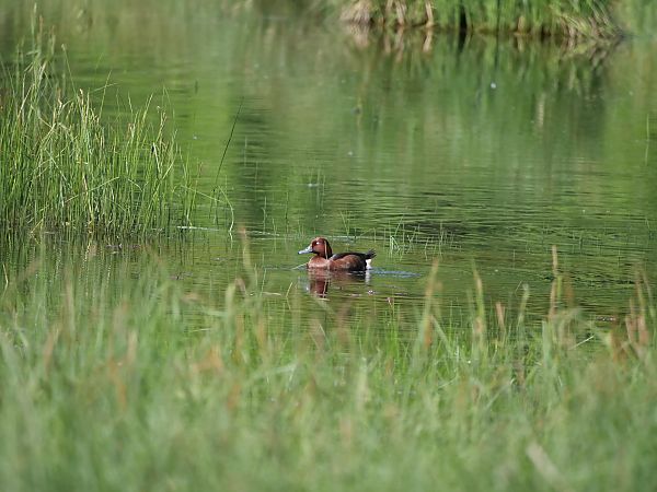 Moretta tabaccata  - Giuseppe Taverna