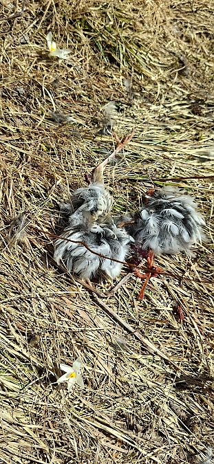 Pispola  - Valerio Pezzi