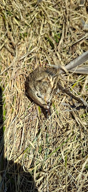 Pispola  - Valerio Pezzi