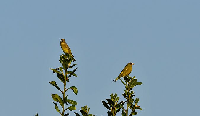 Verdone  - Valerio Pezzi