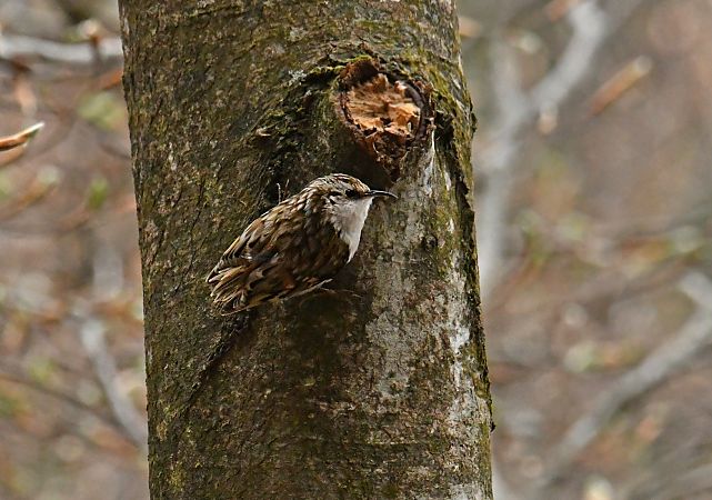 Waldbaumläufer  - Valerio Pezzi
