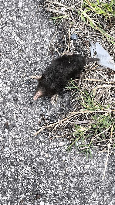 Talpa europea  - Aureliano Mostini