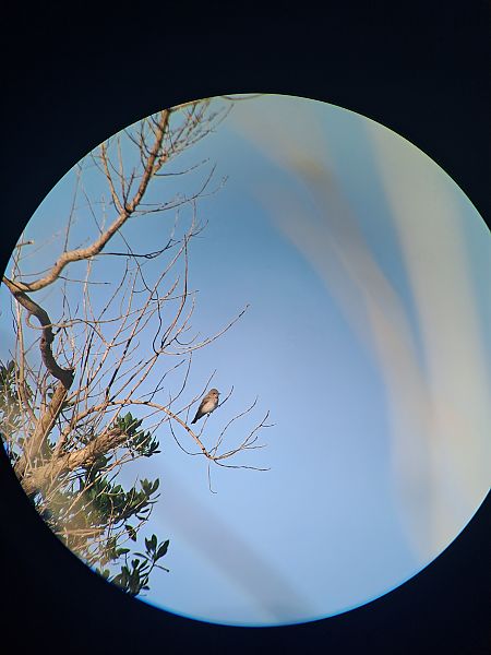 Pigliamosche  - Niko Spinelli